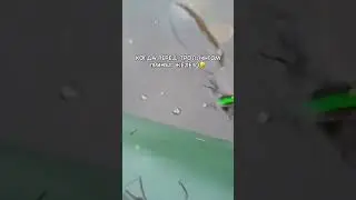 What a trophy, a huge pike 