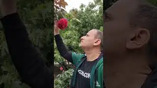 Mastaga qızı gülü