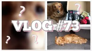 VLOG #73 / Bekommen wir einen Zweithund😍? / Gewinnerauslosung Weihnachtsbox ☺️💕
