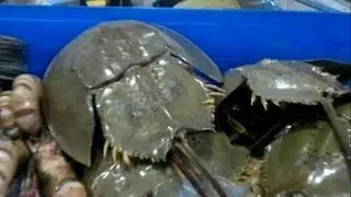 Pattaya Fresh Seafood Market (Naklua Beach)