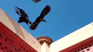 Birds Enjoying Their Meal