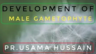 Lect.No.3: Development of male Gametophyte and Important key points