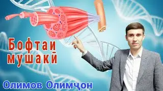 Бофтаи мушаки| ММТ Биология| Олимов Олимҷон.