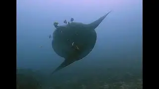 Bali - Gili Mimpang, Candidasa Mondfisch Perspektive-1, September 2023