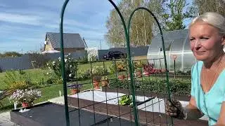 Осенние работы в саду#🏡🌲🍁Выкапываю, пересаживаю лилии🌼#21сентября2024сад#огород#дача#деревня#garden