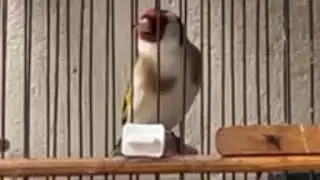 cantando jilguero | cantando jilguero de cabeza negra