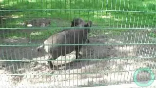Гавкающий кабан:)