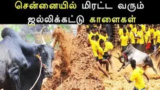 சென்னையில் மிரட்ட வரும் ஜல்லிக்கட்டு காளைகள் - Sempulam - Chennai YMCA -JAN 6 AND 7 Big Events