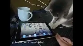 Самое прикольное видео кот и  game iPad5