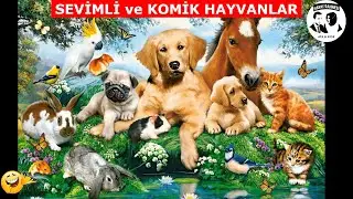 SEVİMLİ ve KOMİK HAYVANLARIN DÜNYASI