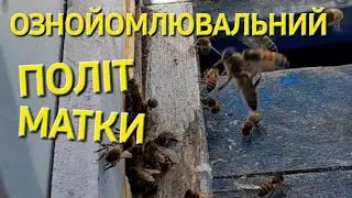 Ознойомлювальний політ матки. ДИВІТЬСЯ ЦЕ ЦІКАВО!!! 