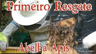 PRIMEIRO RESGATE | ABELHA APIS 