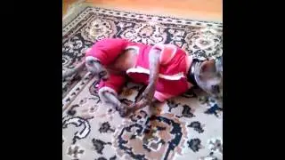 что будет если одеть кошку))))
