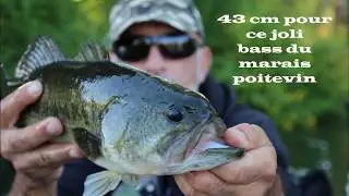Black bass à la tête difforme capturé dans le Marais Poitevin