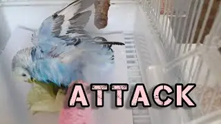 Budgerigar attacked a leaf of lettuce // Волнистый попугай напал на салат