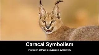 Caracal Symbolism