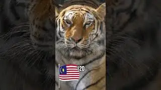 HIGHEST NUMBER OF WILD TIGERS COUNTRIES #tiger #shorts