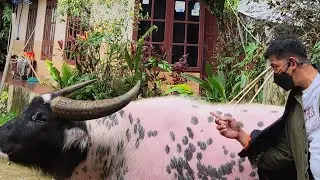 SI HALELUYA KENAK TABOK BANGZUMA..MASIH MAU KO DATANG BESOK..???