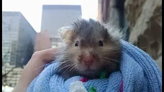 🤧Хомяк ЧИХАЕТ? ЧТО ЖЕ ДЕЛАТЬ? || Аллергия у хомяка!🤧