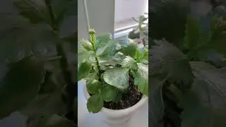 Каланхоэ из листочков и черенков.