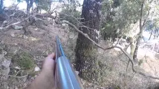 Triplé de trois petits sangliers, chasse du sanglier en Corse