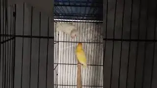 parrot dipankar  #usa #canada #viralpost #famous #trendingnow #trendingvideo #trending
