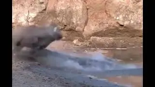wild boar drinking water from a small lake dodge a crocodile trying to eat him
