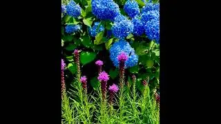 Short video great summer color combo hydrangea liatris
