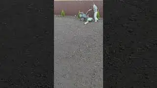 Планировка земли под посевной газон