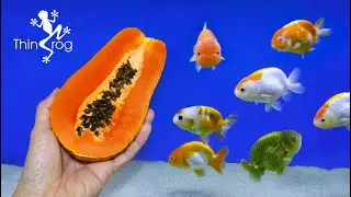 Feeding Goldfish with Papaya
