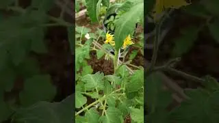🌿🍅томаты
