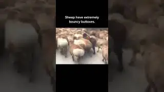 bouncy