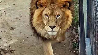 Крымское сафари, парк Тайган