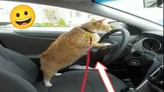 Funny Animal Amazing cats and dogs🙀🙊||Funny cats and dogs|| Cute Cats and dogs