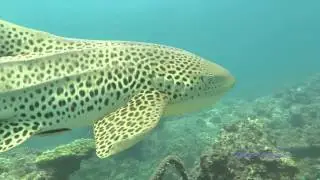 Leopard Sharks Phuket (THAI-DIVE.com)