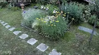 Cat vs Marten