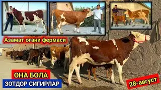 ОНА БОЛА ВА СУТДОР СИГИРЛАР Азамат оғани фермаси ЯНГИАРИҚ 28-август 2024 г.