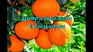 Цитрусовые поля Гюзельюрта