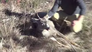 British Columbia 2018 hunt