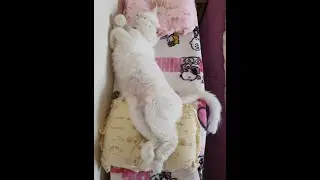 CATlebrity : The cat who doesn't sleep.......less than 12 hours a day!!!