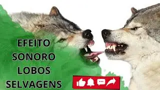 LOBOS SELVAGENS-EFEITO SONORO