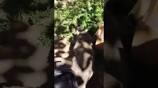 трафей  мышка