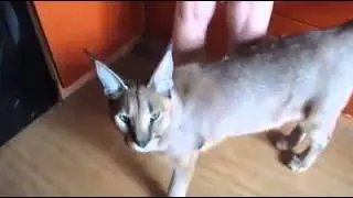 ♔VipLeo. Выпускник нашего питомника. Caracal.