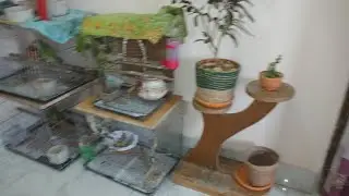 ঘরের এক কোণে প্রিয় পাখির আবাসস্থল করলাম