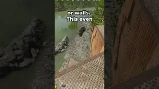 You Can RAID With Crocodiles In Rust?!🐊