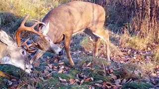 Deer Sparring - trail cam footage!