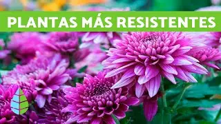 10 outdoor plants that are resistant to cold and shade