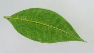 Como Dibujar Una Hoja De Arbol PASO A PASO .✍🍃