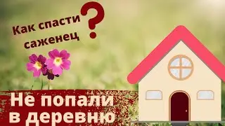 Не попали в деревню, гибнет саженец, посевы и всходы. Покупка гитары.