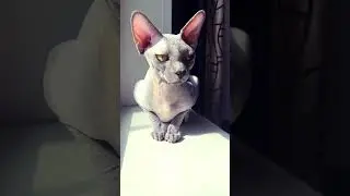 Что тебе приснилось сегодня?💕 #sphynx #cat #hairlesscat #shortsvideo #канадскийсфинкс  #cute